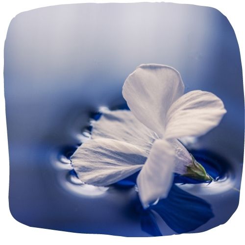 Fleurs de Bach
