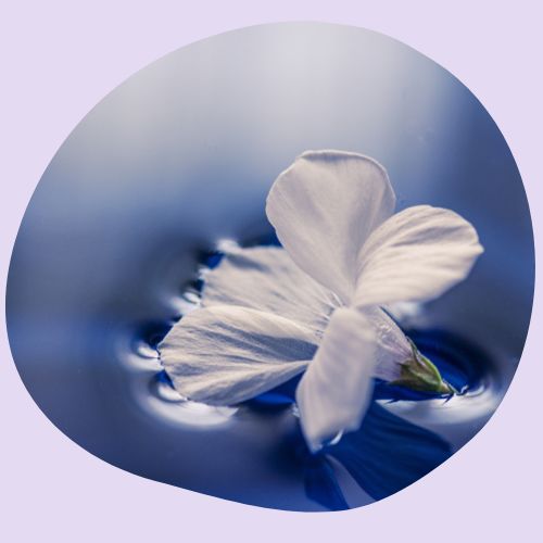 La Cabane Naturo, Lise Goyaux, Naturopathe, Réflexologue, Florithérapie, fleurs de Bach